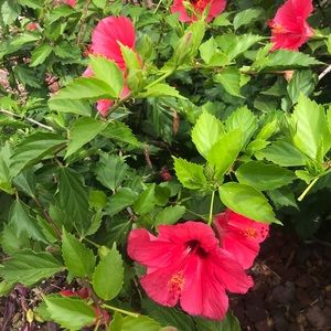 Meet your Posher, Paula